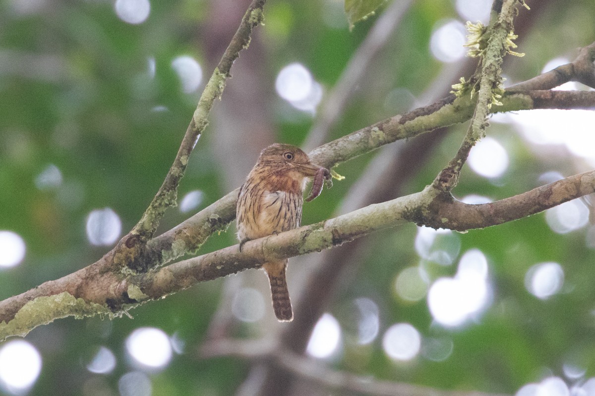 Western Striolated-Puffbird - ML260089211