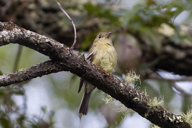 Acadian Flycatcher - ML260091431