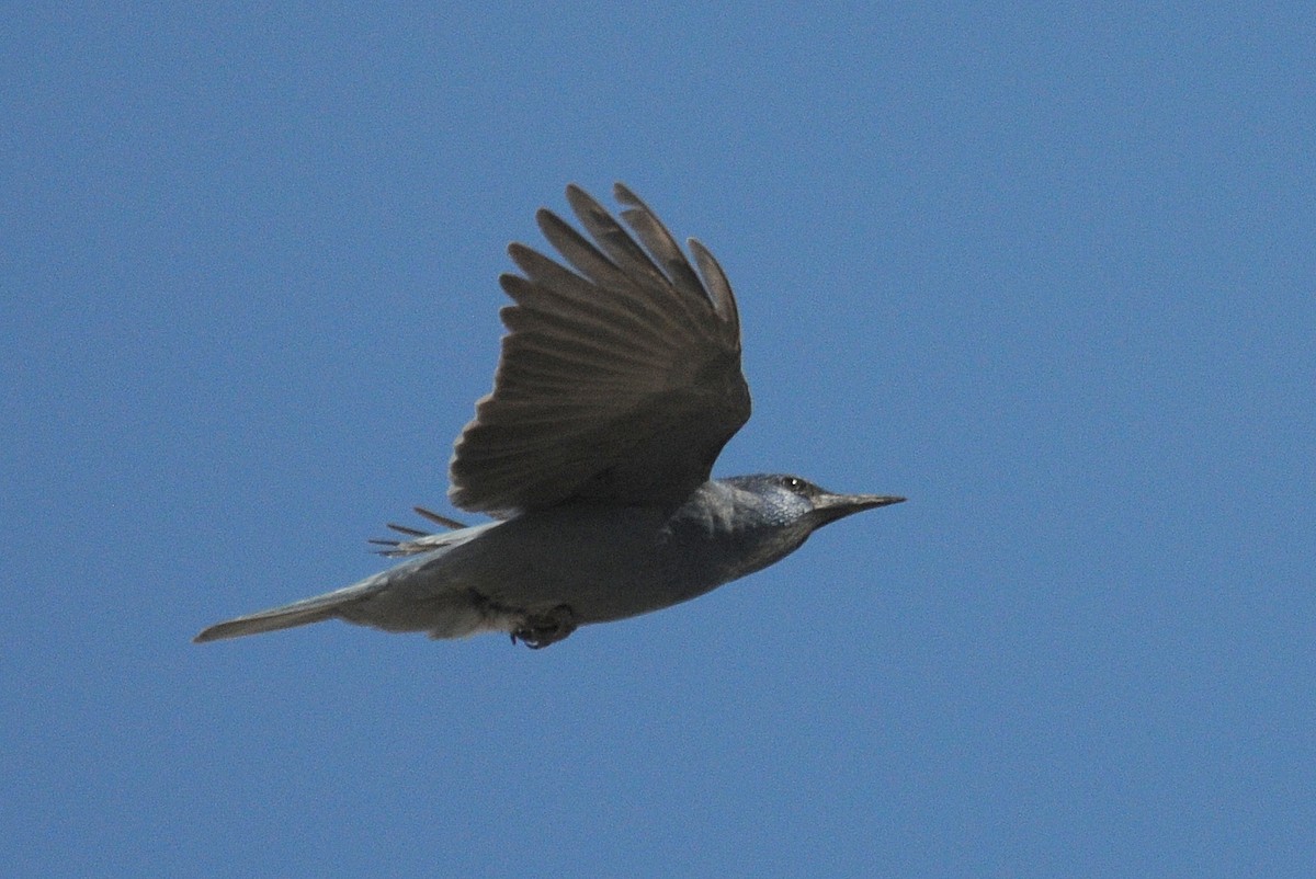 Pinyon Jay - ML26009231