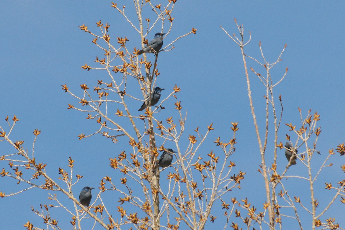 Pinyon Jay - ML26009251