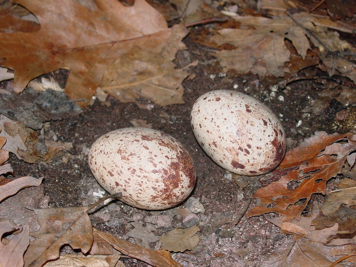 Turkey Vulture - Kristof Zyskowski