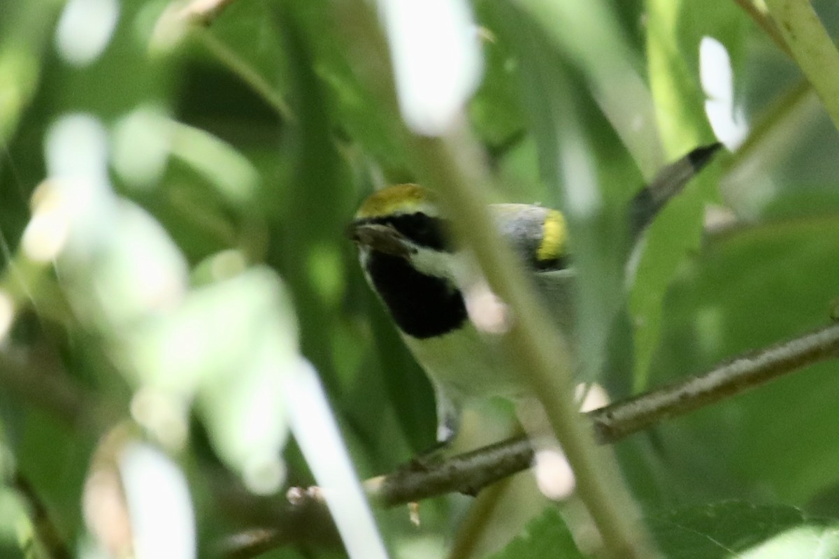 Golden-winged Warbler - ML260094331