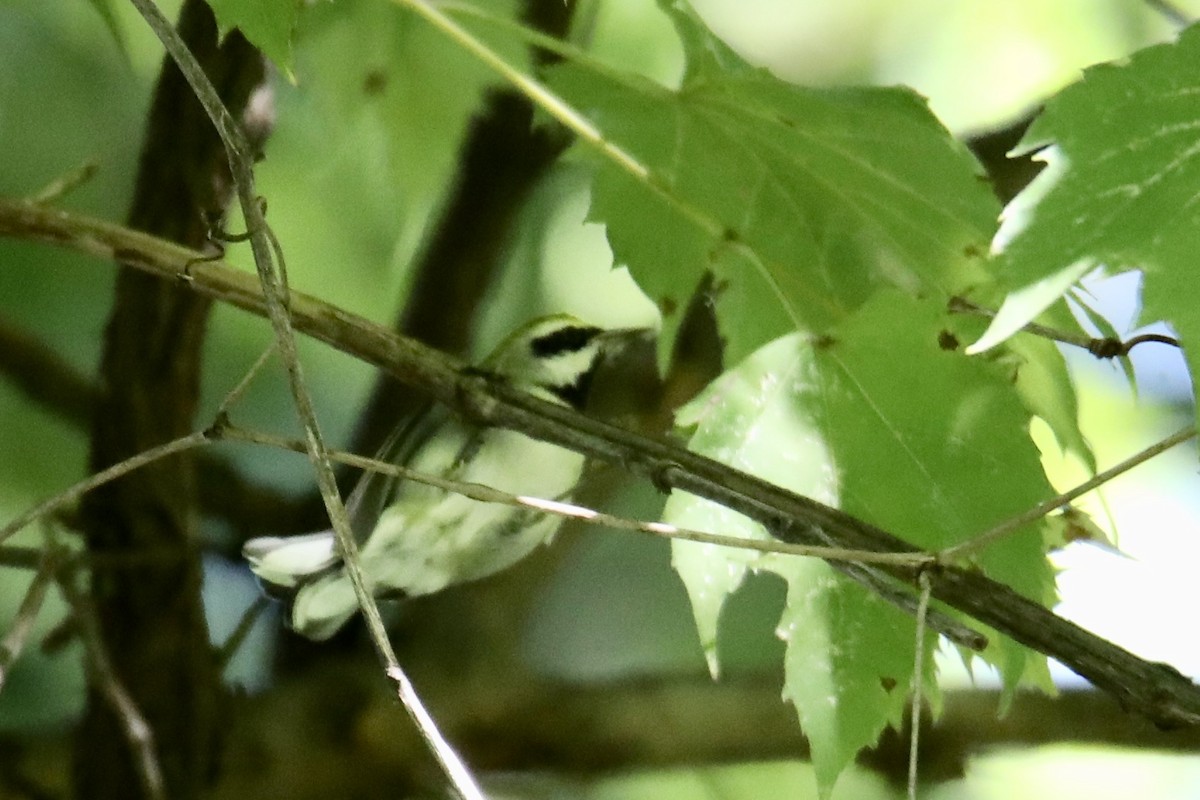 Golden-winged Warbler - ML260094341