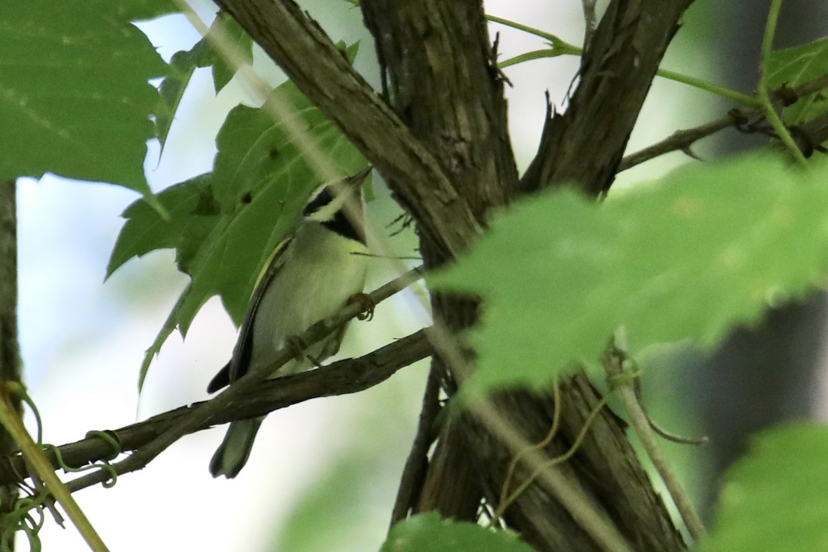 Golden-winged Warbler - ML260094351