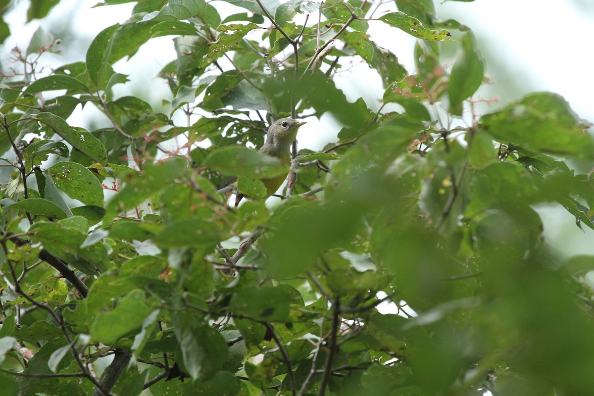 Magnolia Warbler - ML260095151