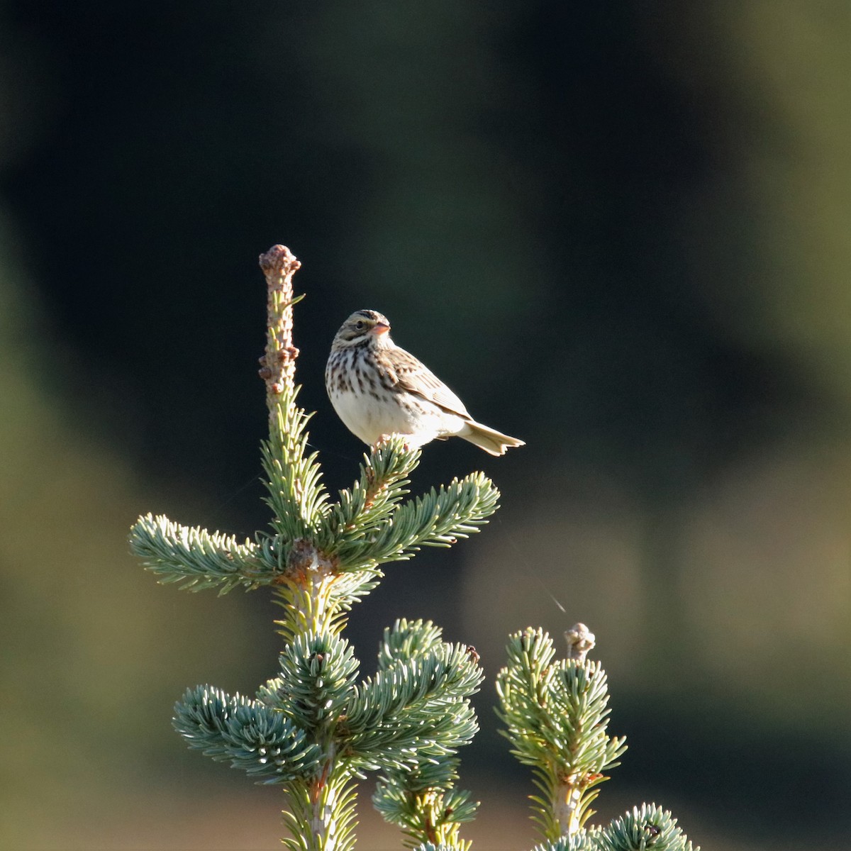 Savannah Sparrow - ML260095181