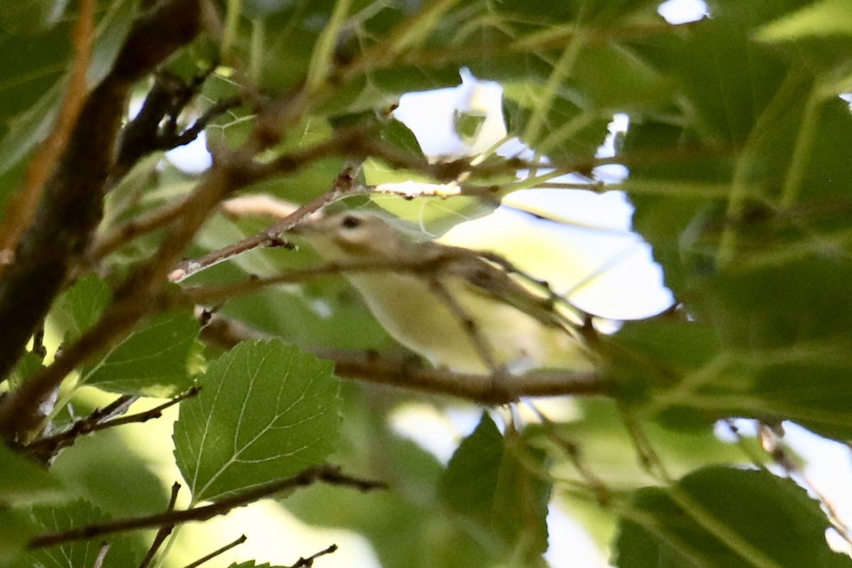 Warbling Vireo - ML260095311