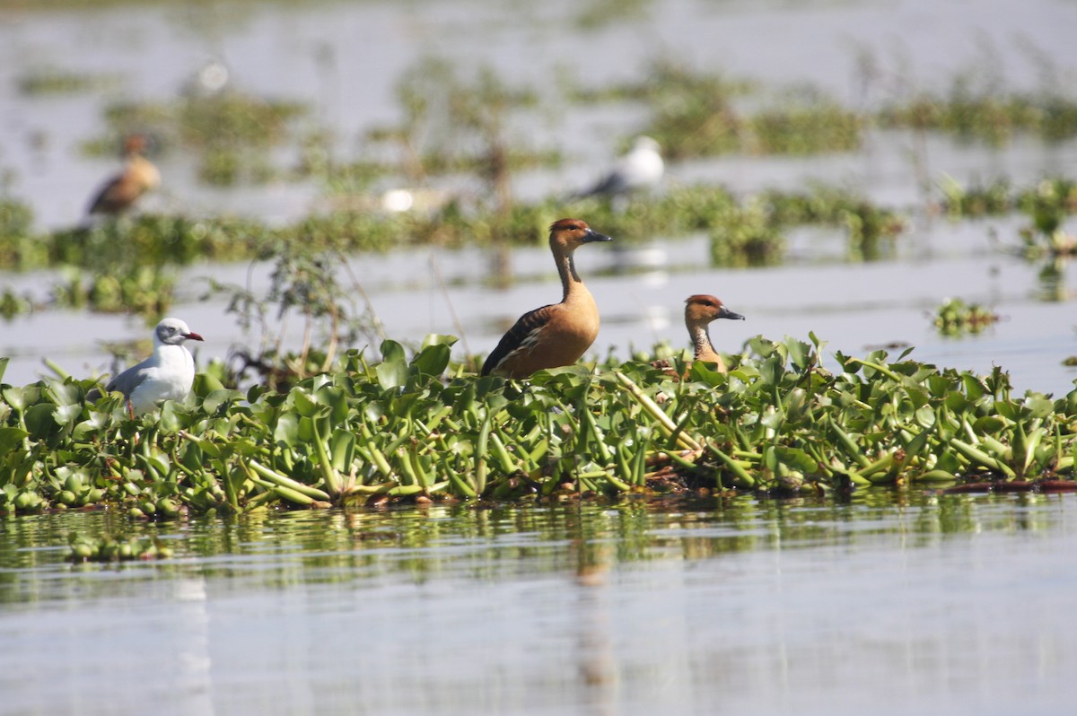 Fulvous Whistling-Duck - Joelle Buffa Clyde Morris