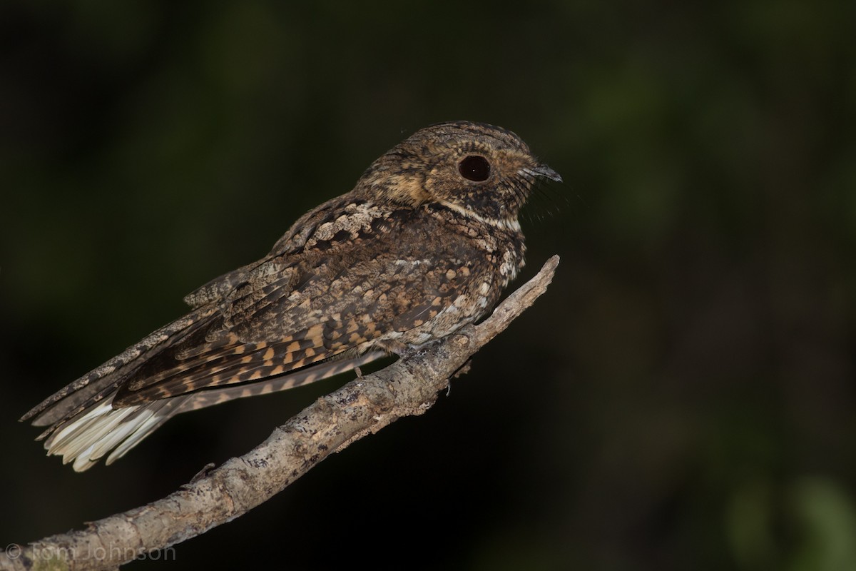 Puerto Rican Nightjar - Tom Johnson