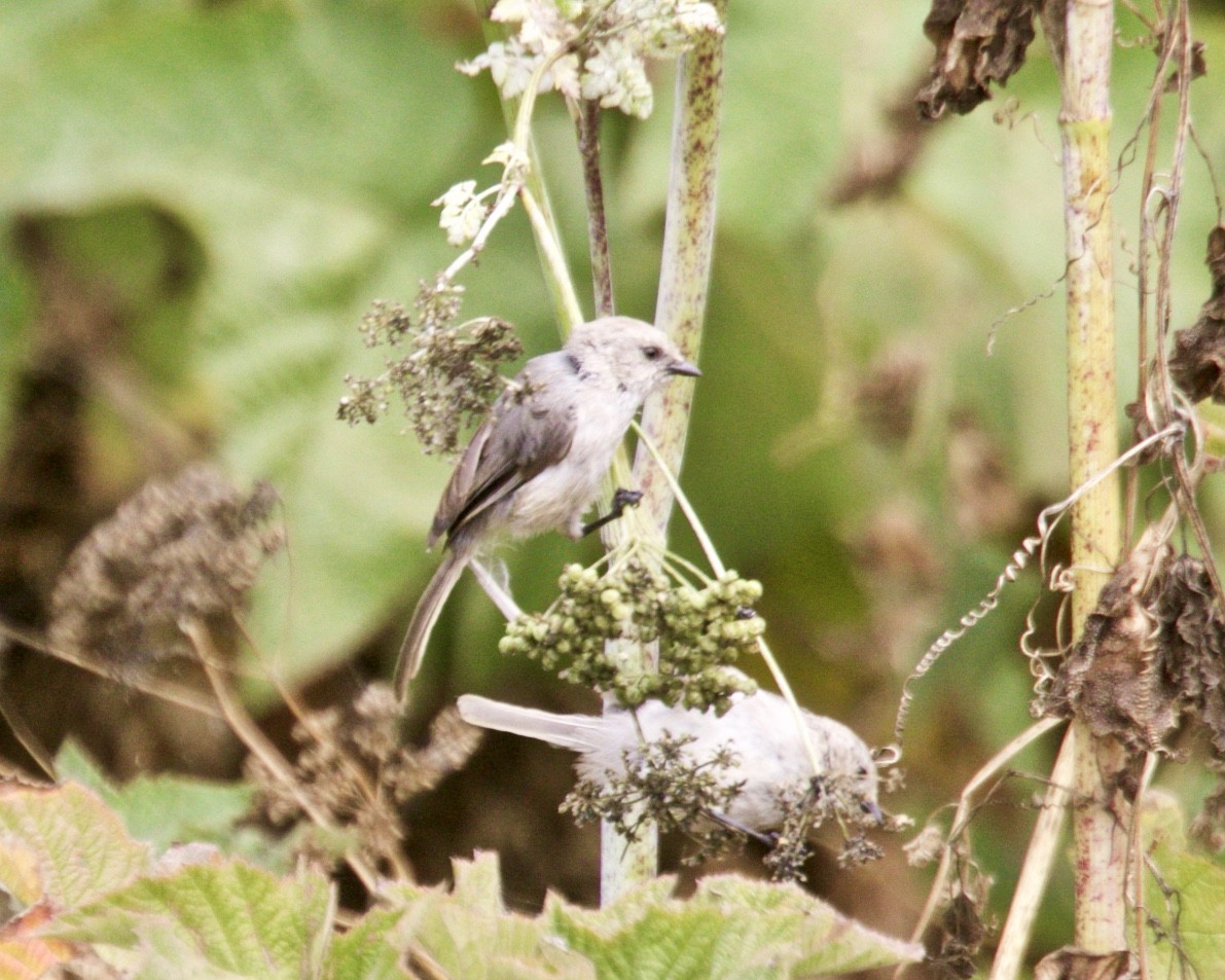 Bushtit - Dave Bengston