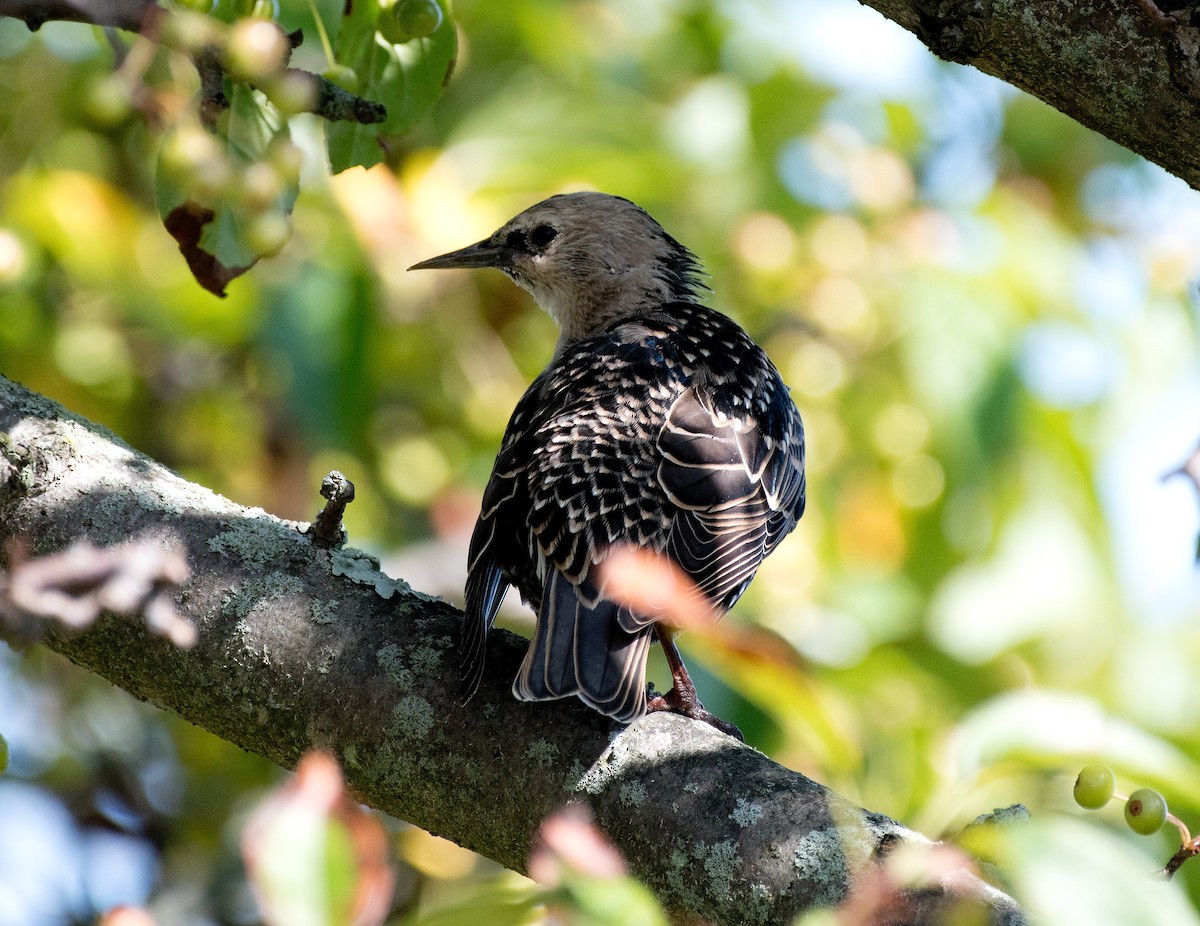 European Starling - ML260098351