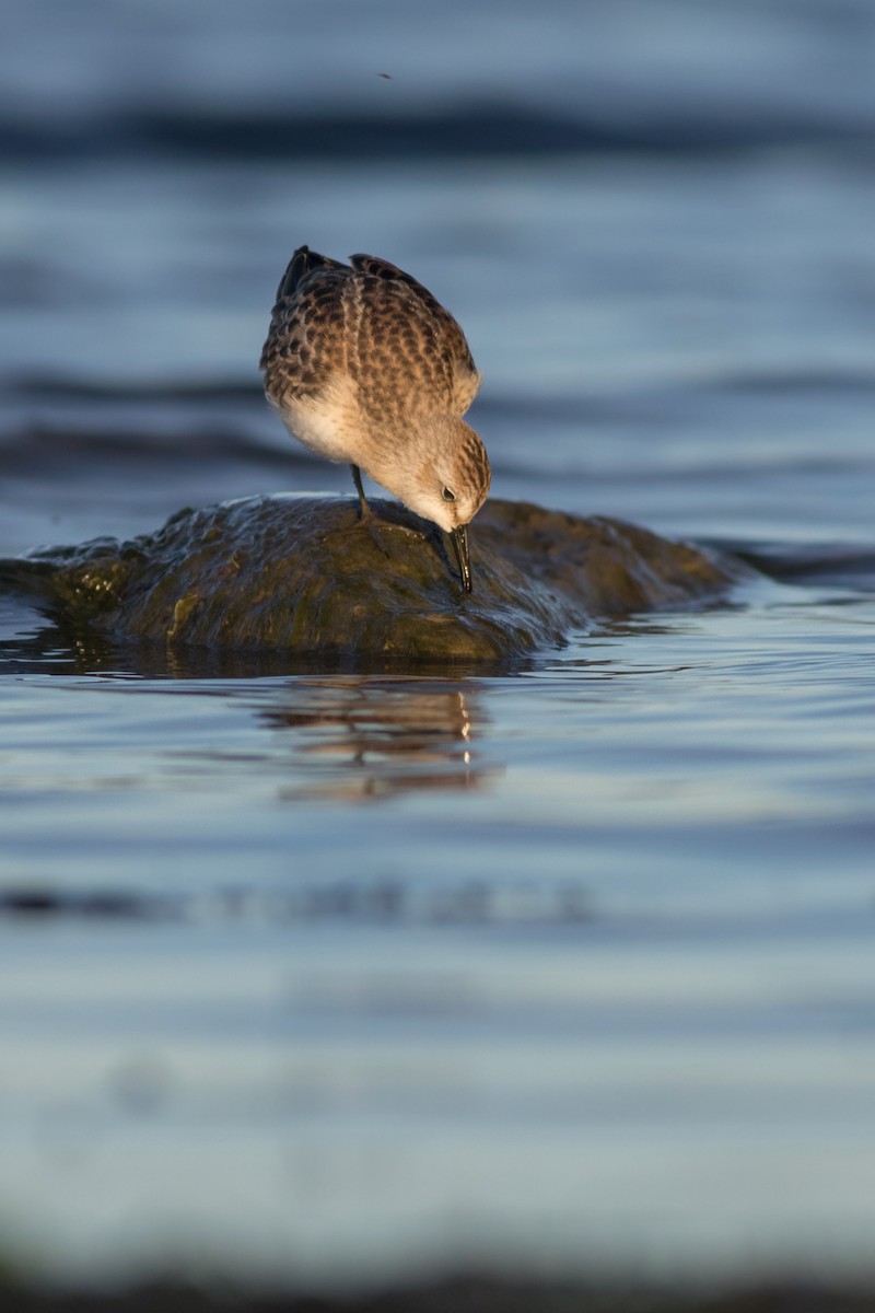 Semipalmated Sandpiper - Davey Walters