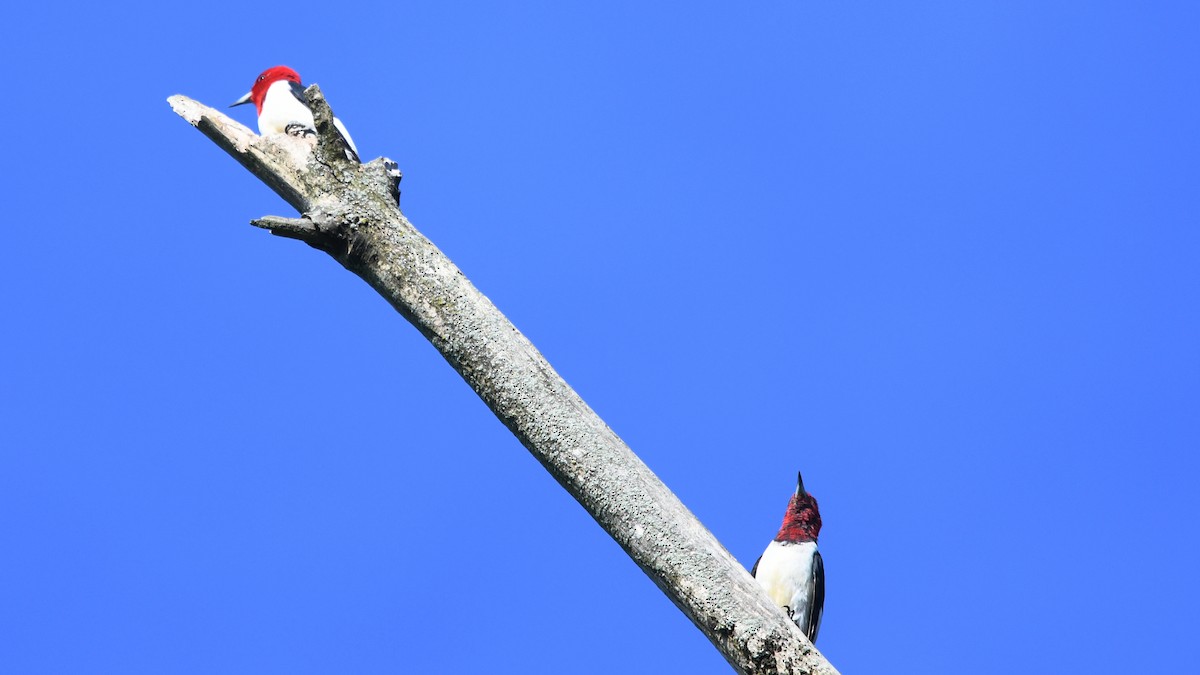 Red-headed Woodpecker - ML260100621