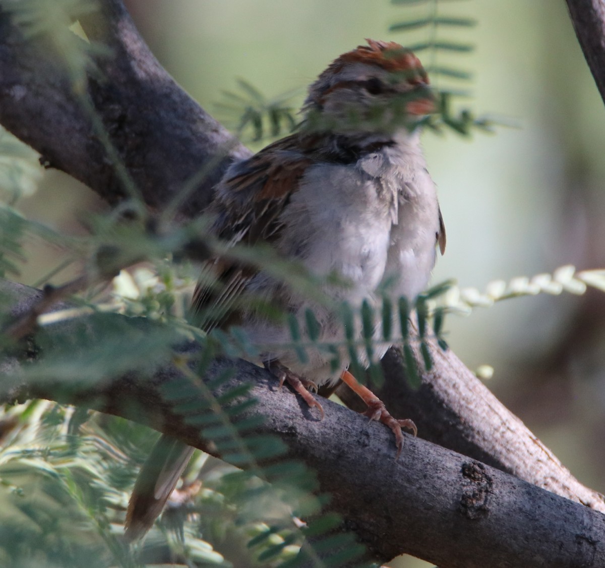 Rufous-winged Sparrow - ML260100931