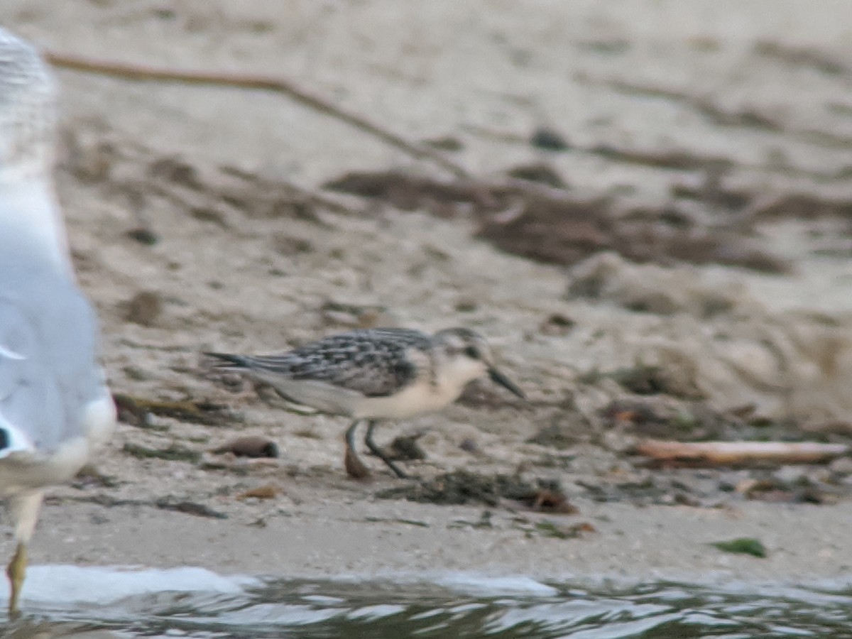 Sanderling - ML260102141