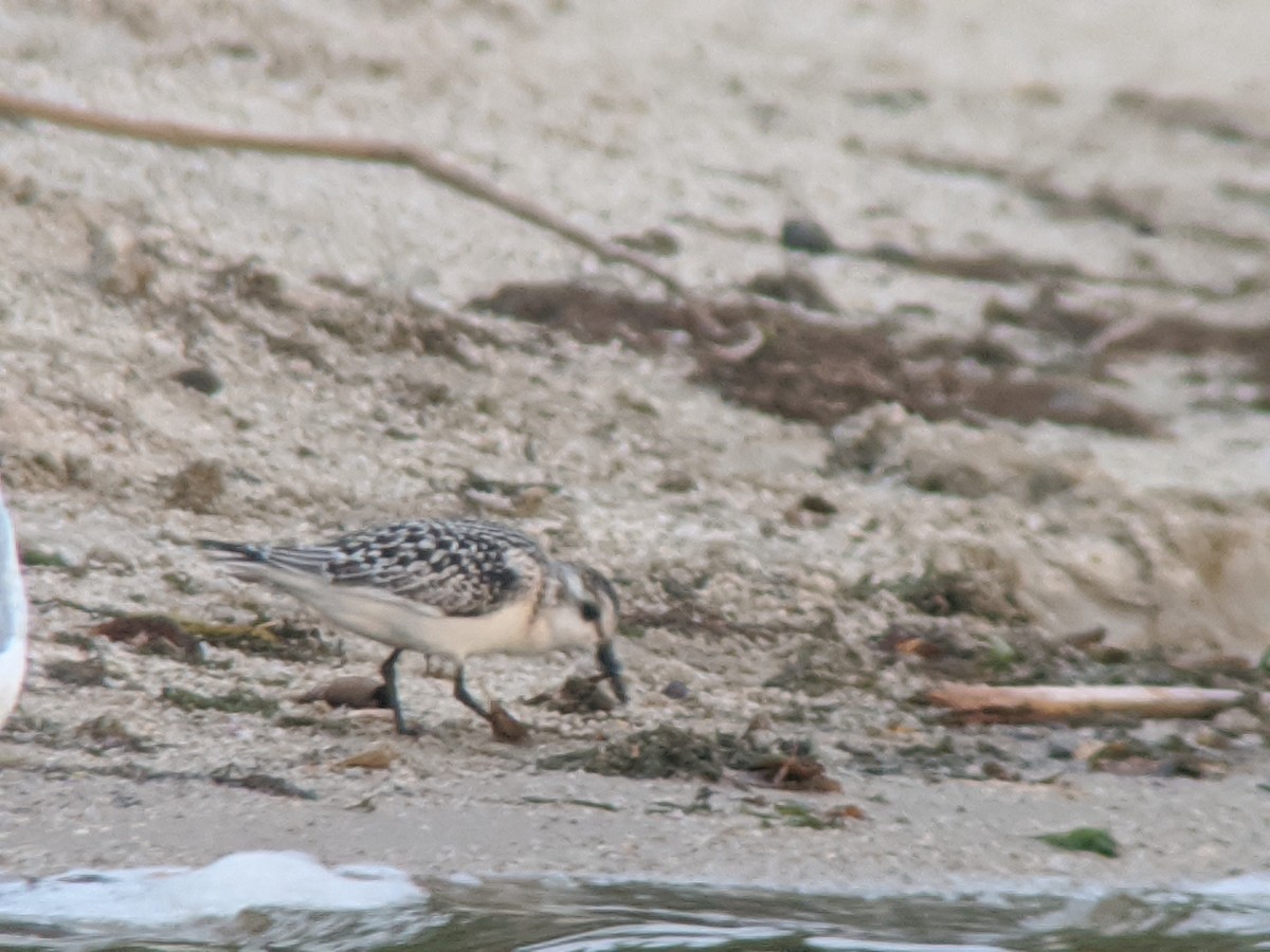 Sanderling - ML260102151