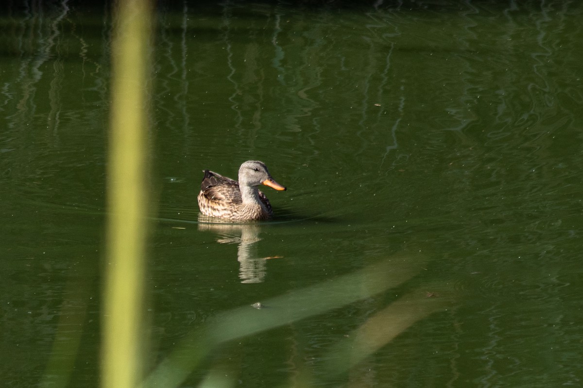 Gadwall - ML260104411