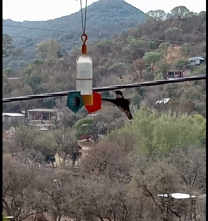 kolibřík límcový - ML260107331