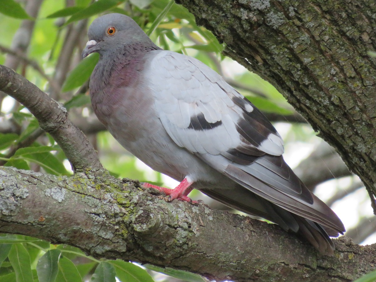 Rock Pigeon (Feral Pigeon) - ML260107801