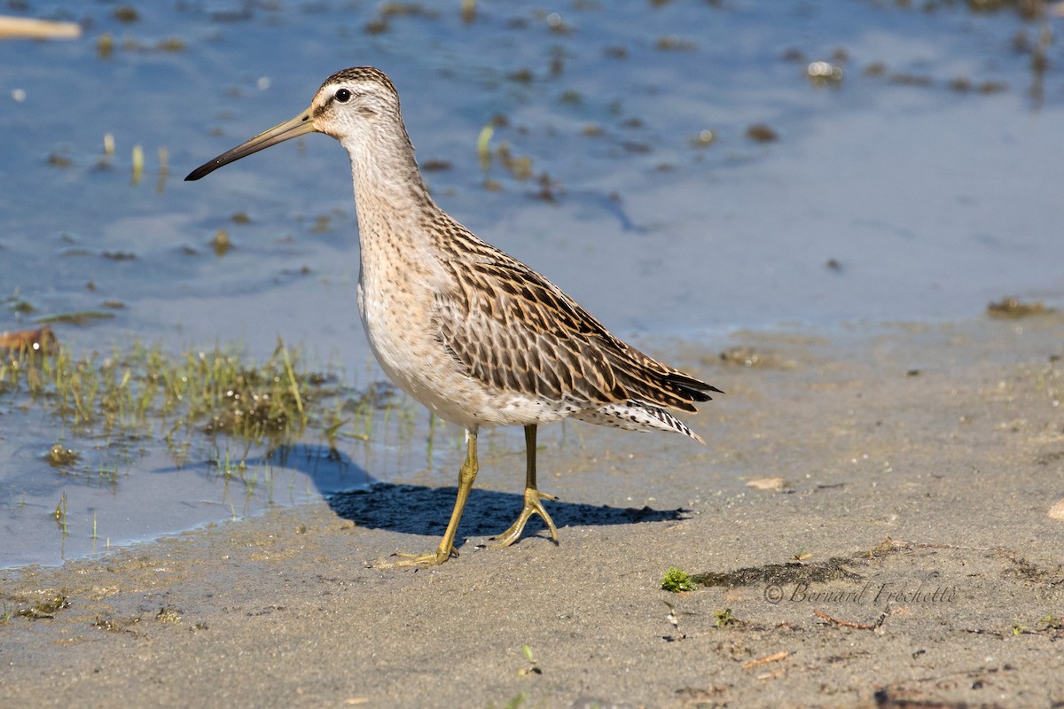 Short-billed Dowitcher - Bernard Fréchette