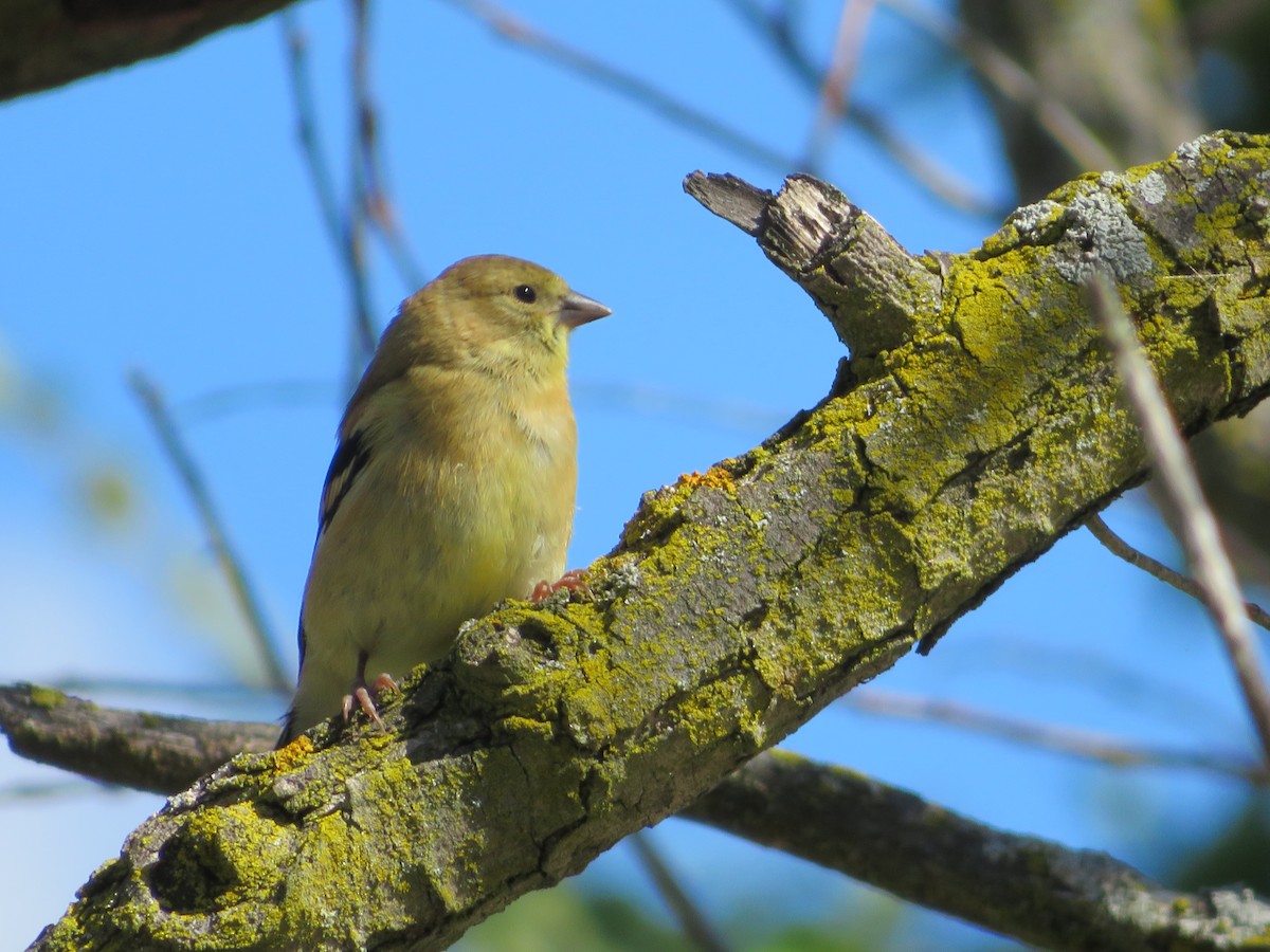 Chardonneret jaune - ML260108491