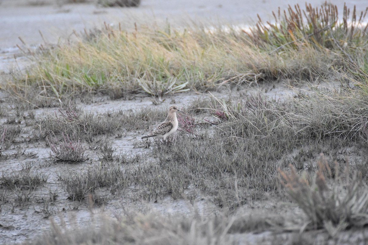 gulbrystsnipe - ML260108831