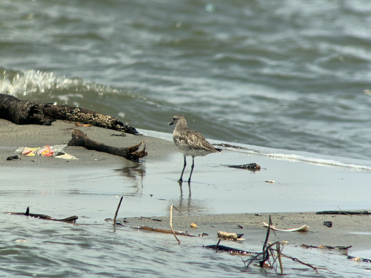 Black-bellied Plover - Eli Gonzalez