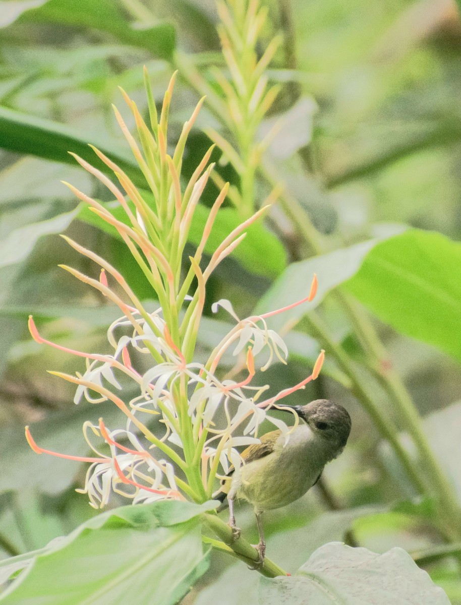 Green-tailed Sunbird - Duwaki Rangad