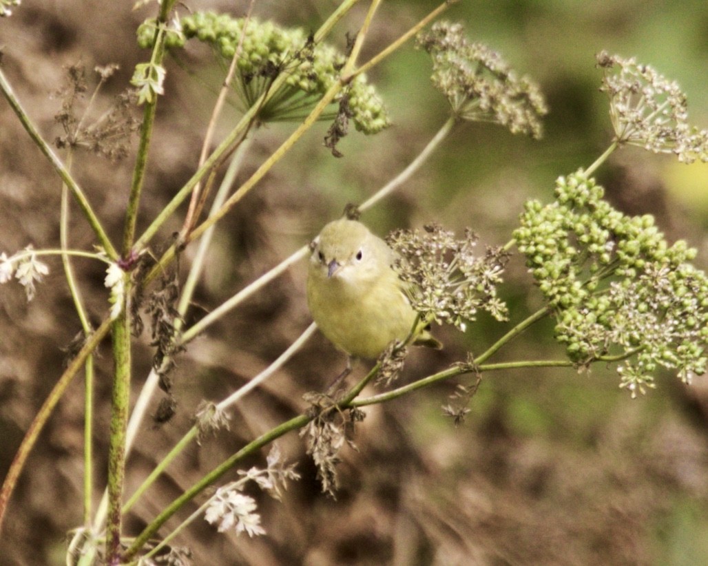 Yellow Warbler - ML260112711