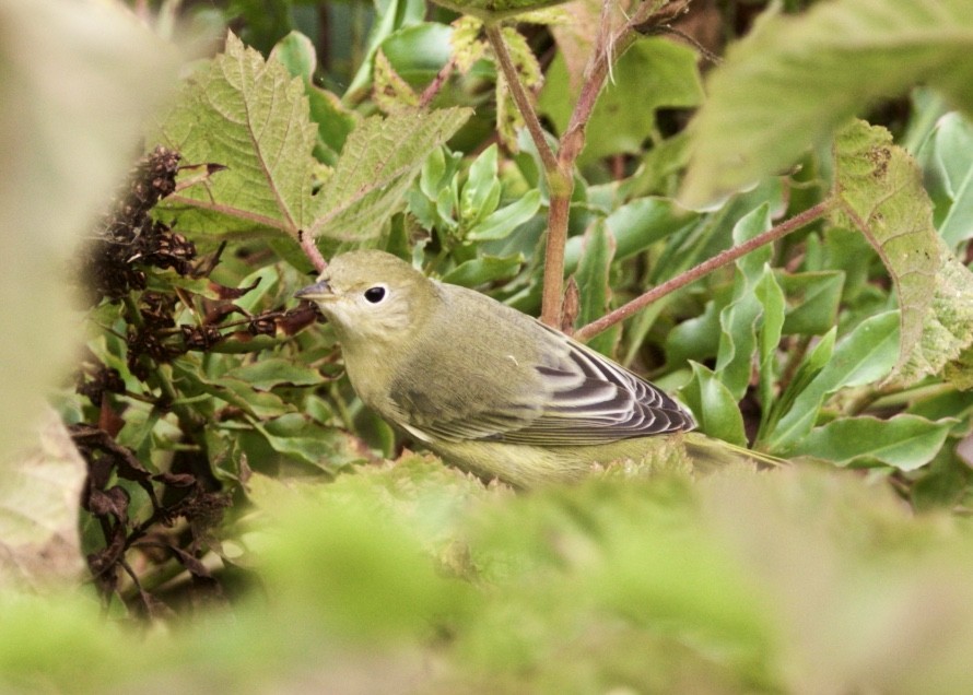 Yellow Warbler - Dave Bengston