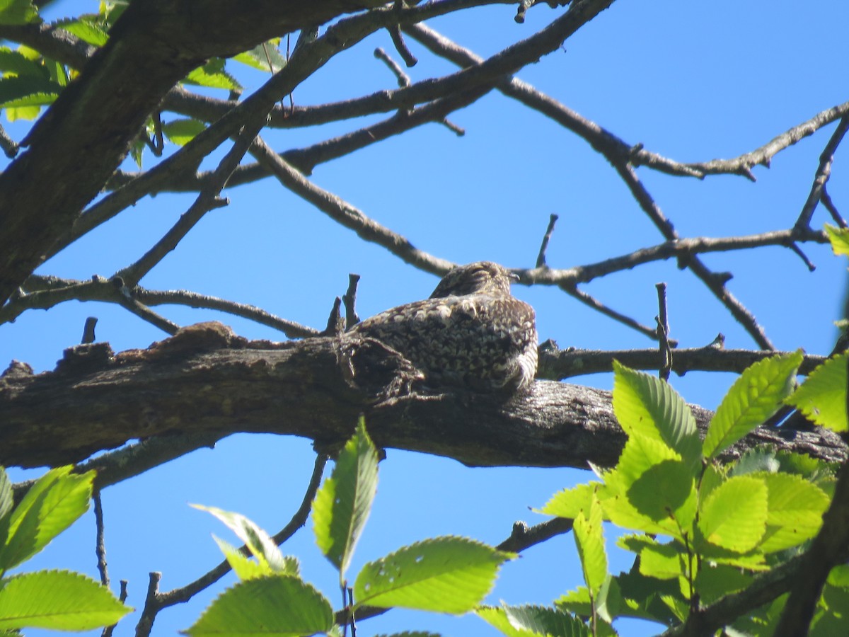 Common Nighthawk - ML260113281