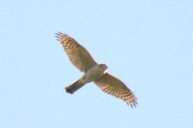 Eurasian Sparrowhawk - ML26011641