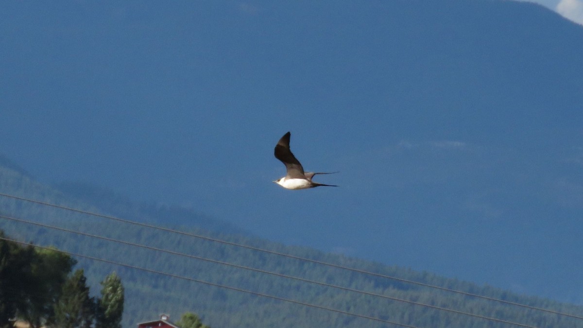 Parasitic Jaeger - ML260117001