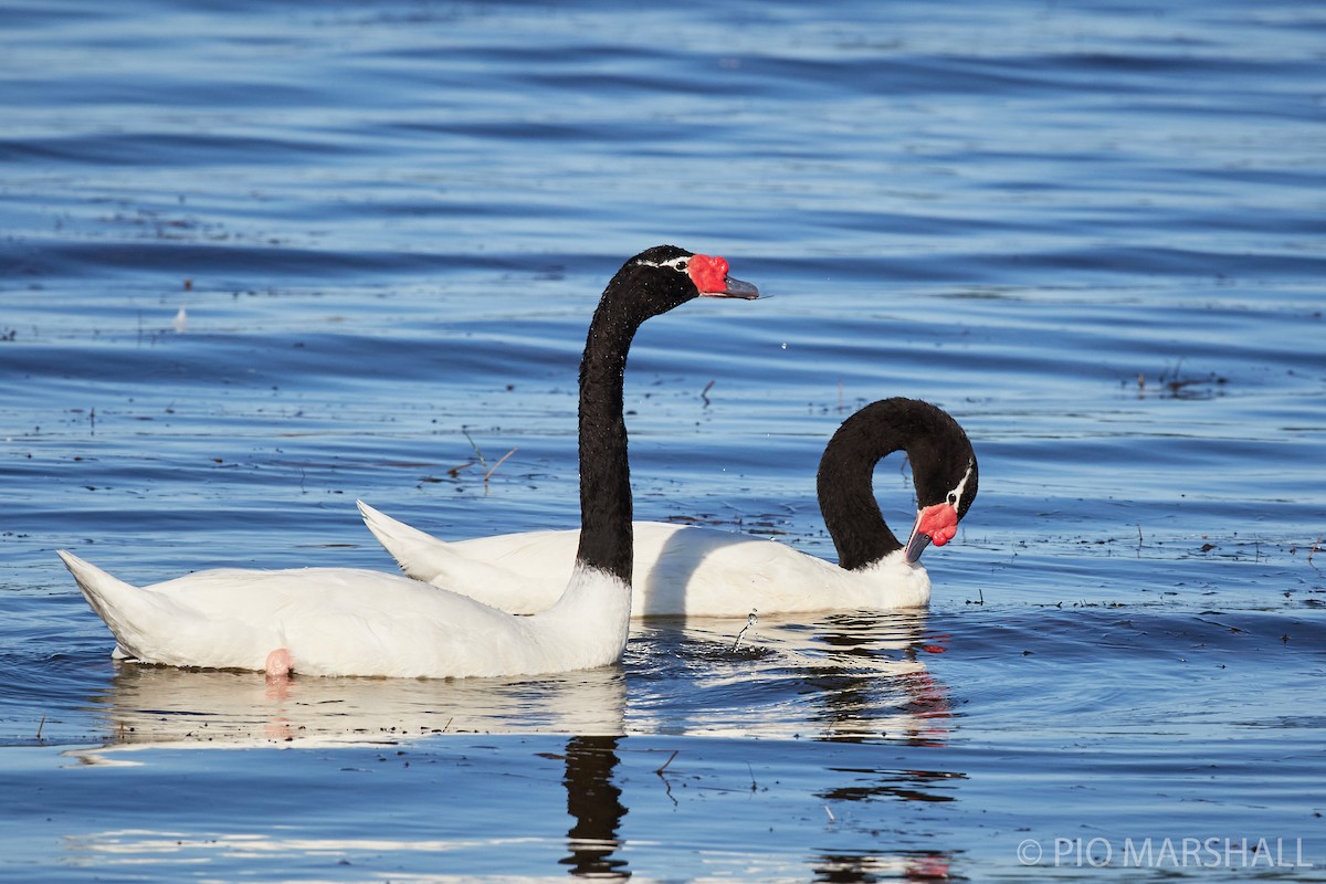 Black-necked Swan - ML260118741