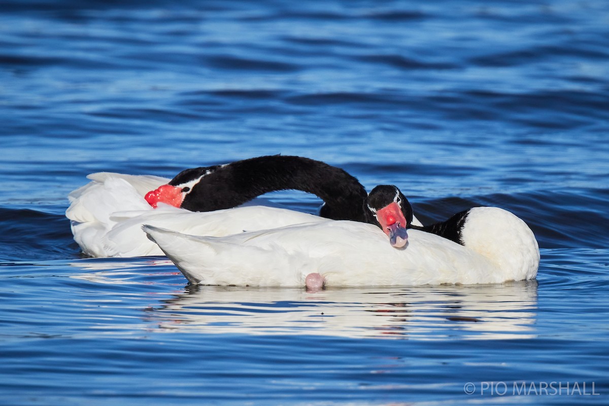 Black-necked Swan - ML260118751