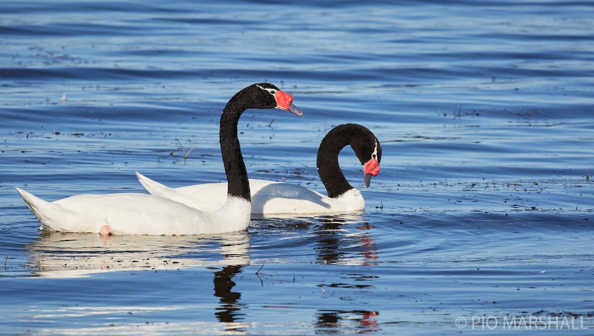 Black-necked Swan - ML260118761