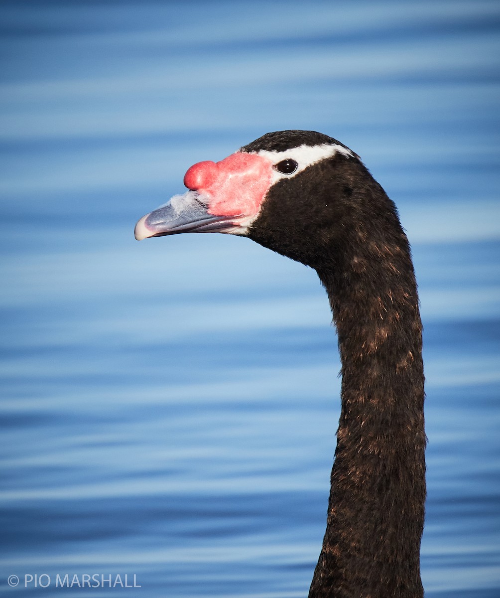 Black-necked Swan - ML260118821