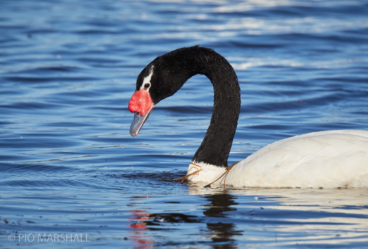 Black-necked Swan - ML260118831