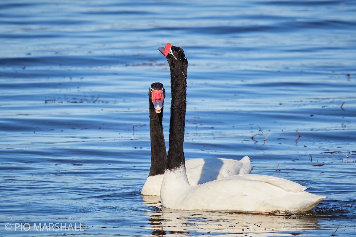 Black-necked Swan - ML260118841
