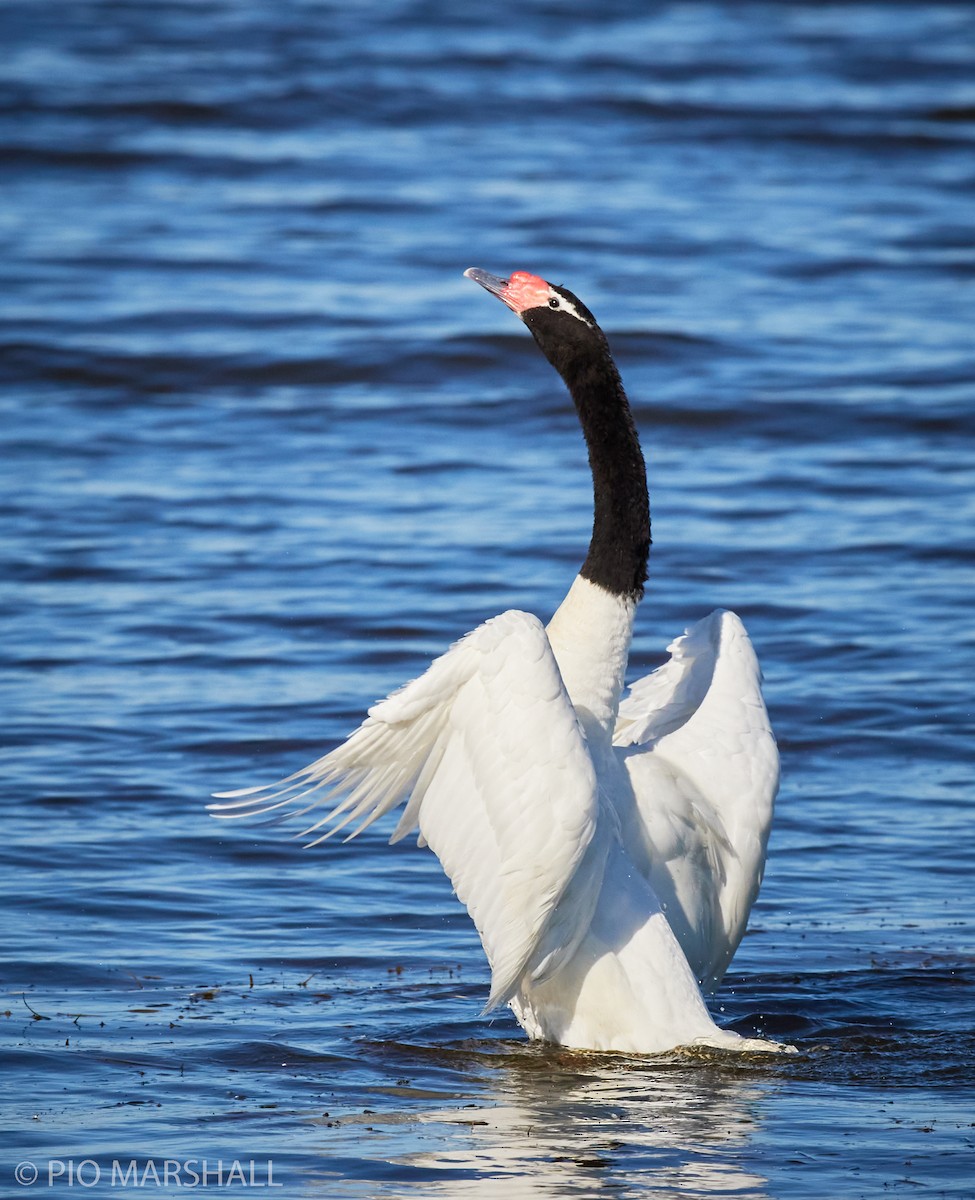 Black-necked Swan - ML260118851