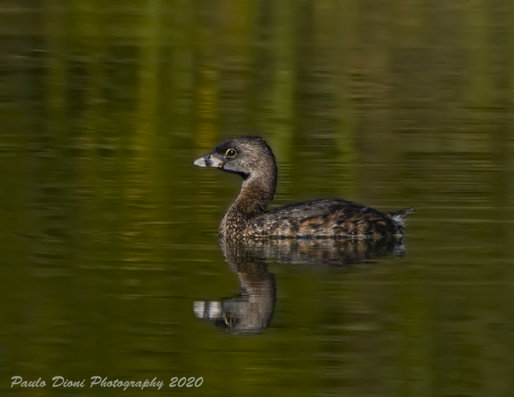 Pied-billed Grebe - Paulo Dioni