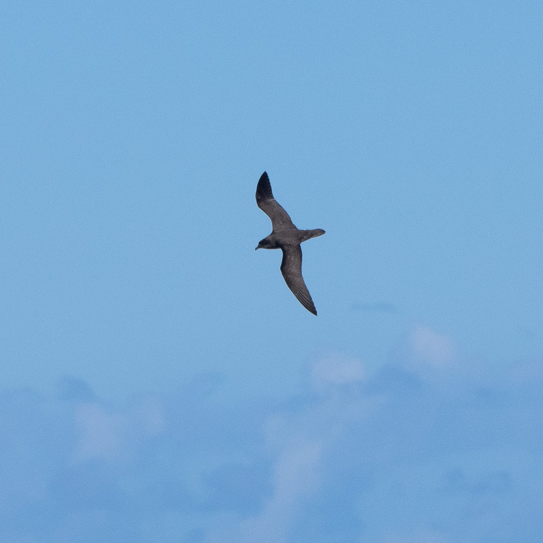 Henderson Petrel - ML260121051