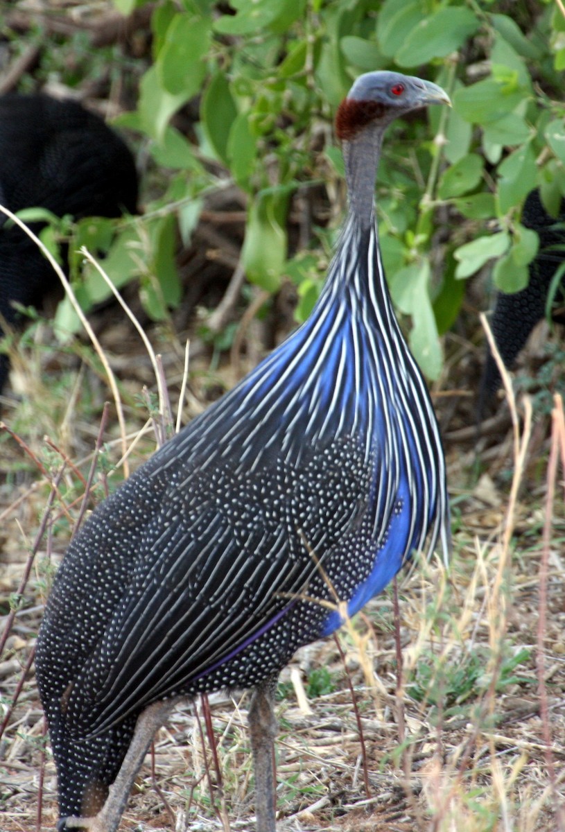 Vulturine Guineafowl - ML260121201