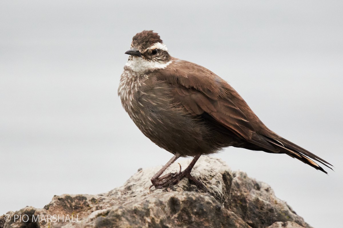 Dark-bellied Cinclodes - ML260122161