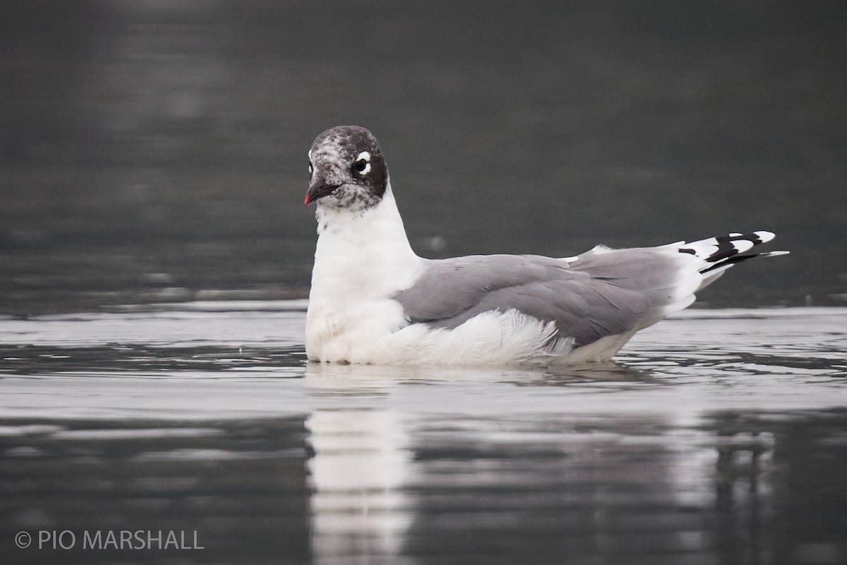 Mouette de Franklin - ML260122361