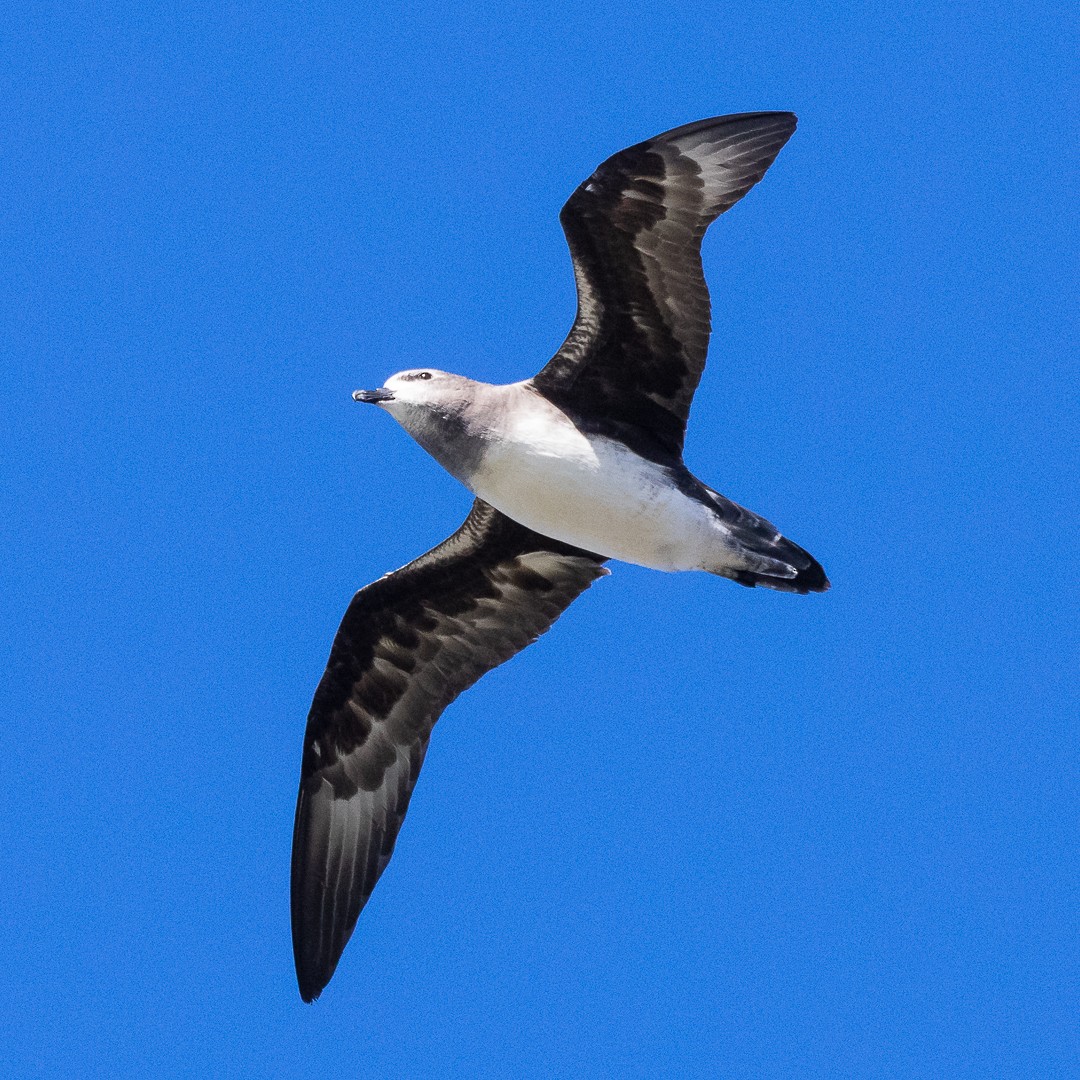 Kermadec Petrel - Pablo Galdames