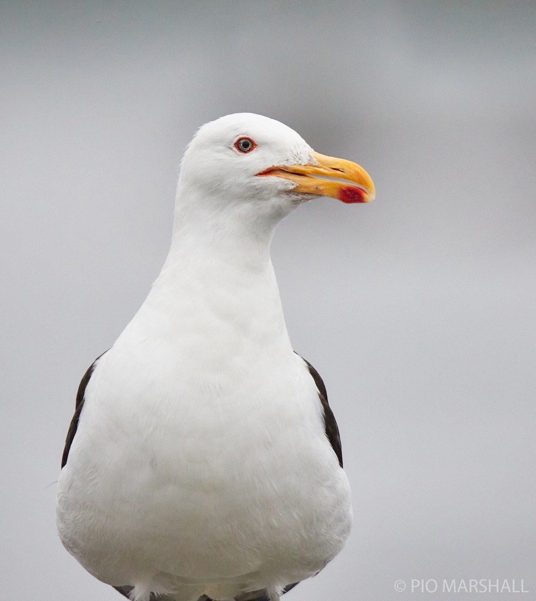 Kelp Gull - ML260122551