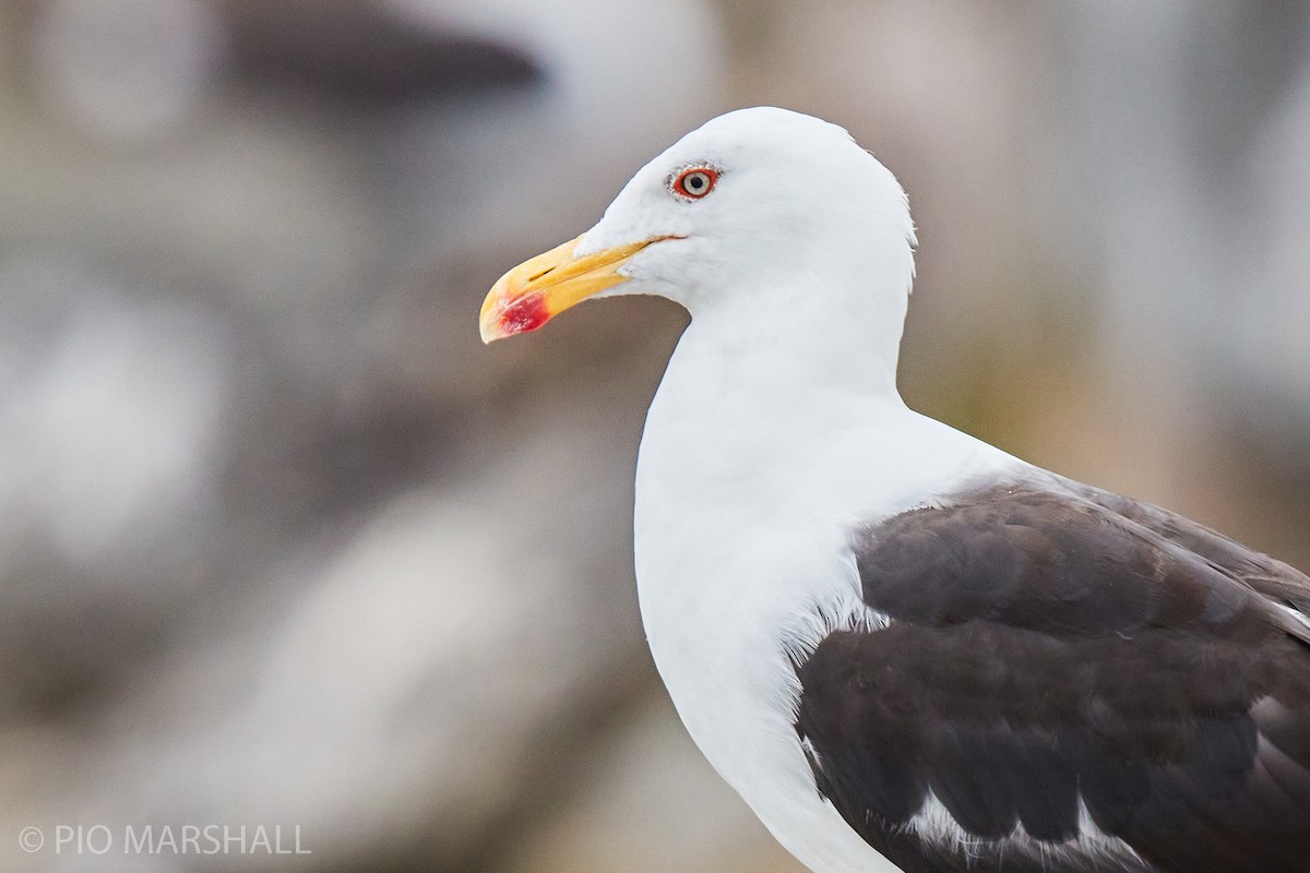 Kelp Gull - ML260122591