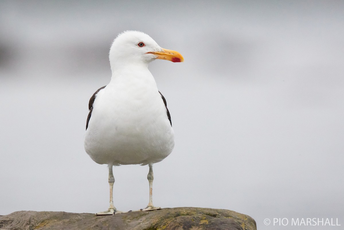 Kelp Gull - ML260122601