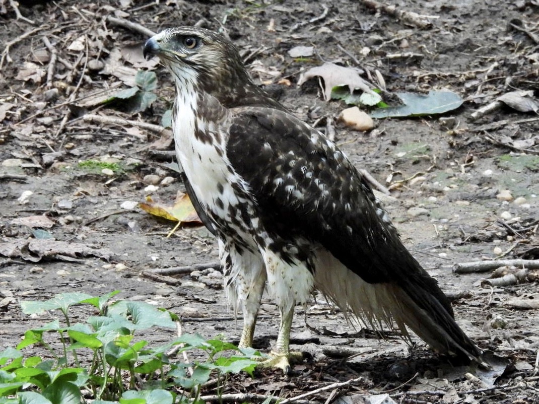 Red-tailed Hawk - ML260122851